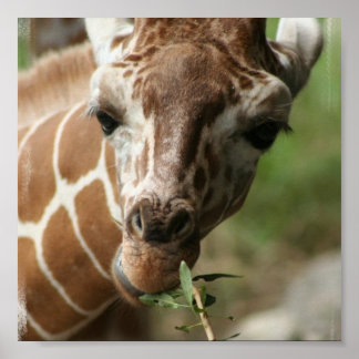 Giraffe Snack Poster Print