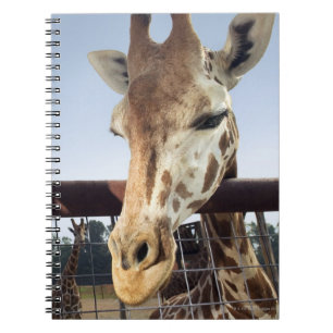 Giraffe Spiral Notebook