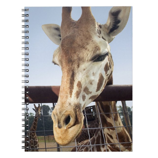 Giraffe Spiral Notebook (Front)