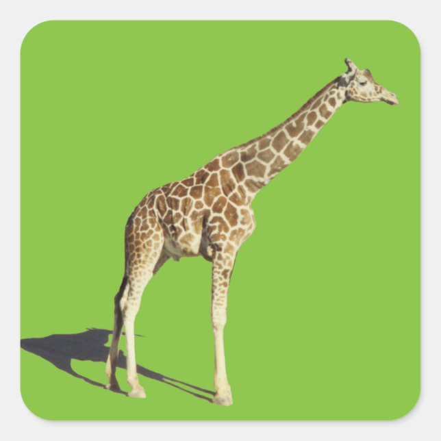 Giraffe Square Sticker (Front)