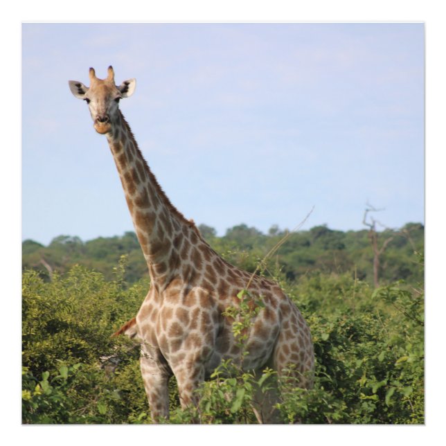 Giraffe Stare Photo Print (Front)