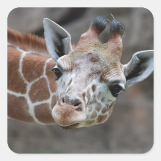 Giraffe Sticker