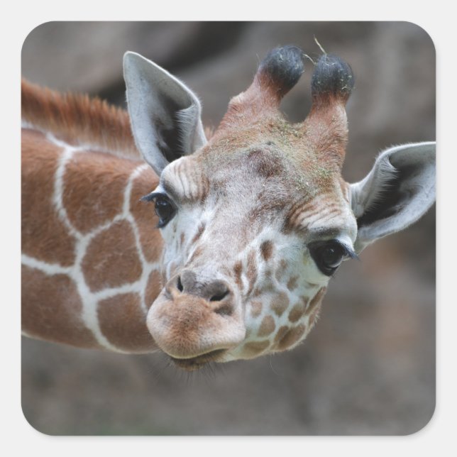 Giraffe  Sticker (Front)