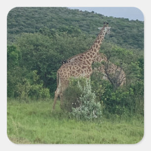 Giraffe Sticker