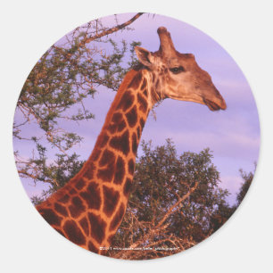 Giraffe Stickers