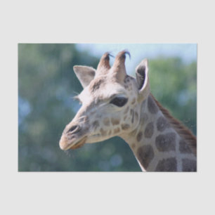 Giraffe Tissue Paper