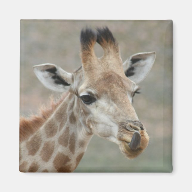 Giraffe Tongue Magnet (Front)