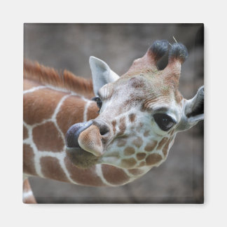 Giraffe Tongue Magnet