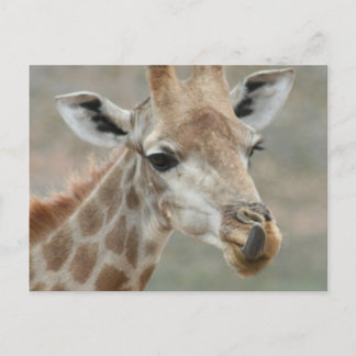 Giraffe Tongue Postcard