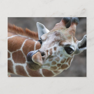 Giraffe Tongue Postcards