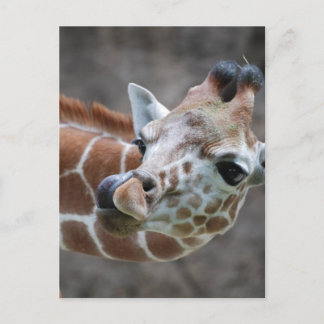 Giraffe Tongue Postcards