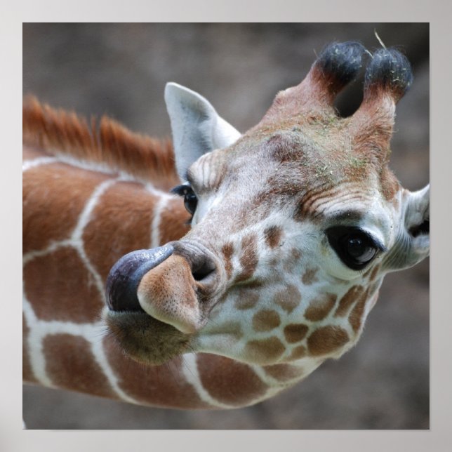 Giraffe Tongue Poster Print (Front)