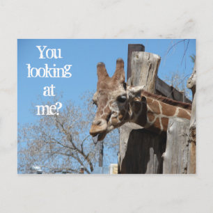 Giraffe Tongues Postcard