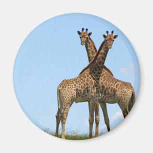 Giraffe Twins  Magnet