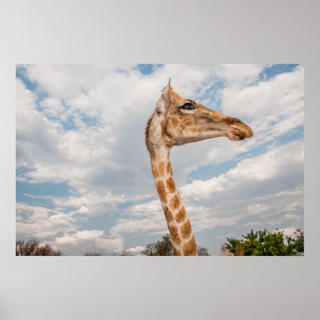 Giraffe up Close Poster (Front)