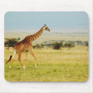 Giraffe walking Masai Mara Plains Kenya mousepad