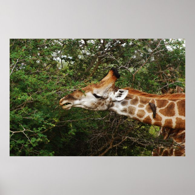 Giraffe wall hangings & pictures poster (Front)