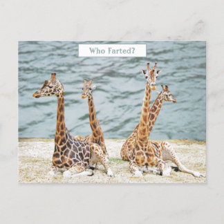 Giraffe Water Fun Photo - Four Giraffe's Sitting Holiday Postcard