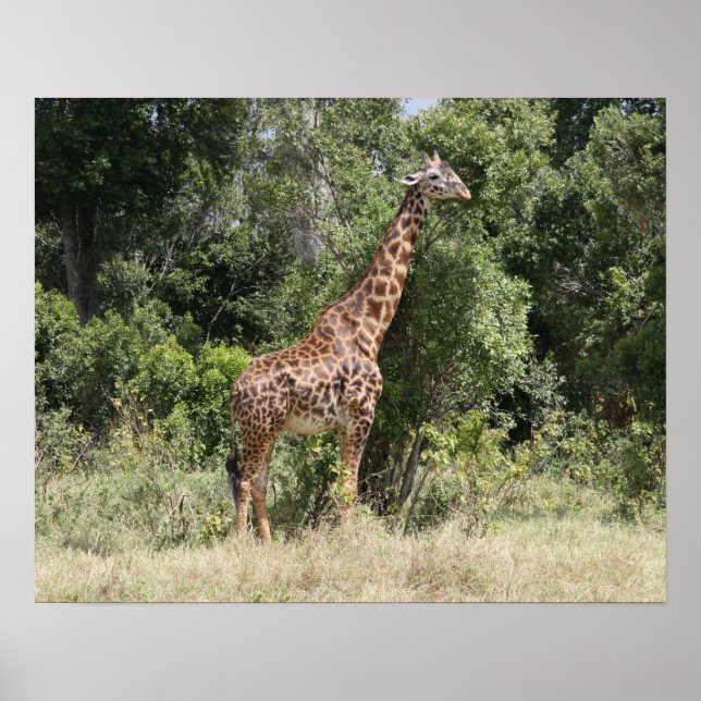 giraffe wild poster (Front)