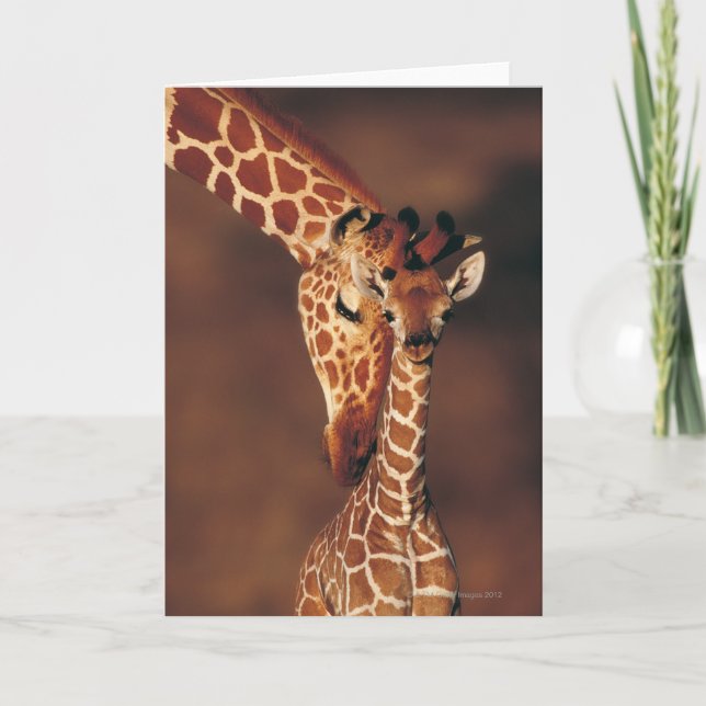 Giraffe with Calf | Giraffa camelopardalis Card (Front)