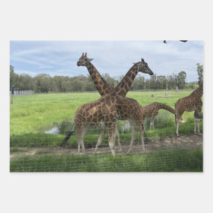 Giraffe - Wrapping Paper