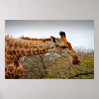Giraffe Zulu Nyala Game Reserve South Africa