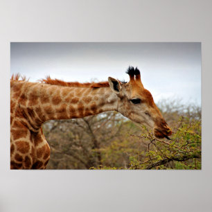 Giraffe Zulu Nyala Game Reserve South Africa Poster