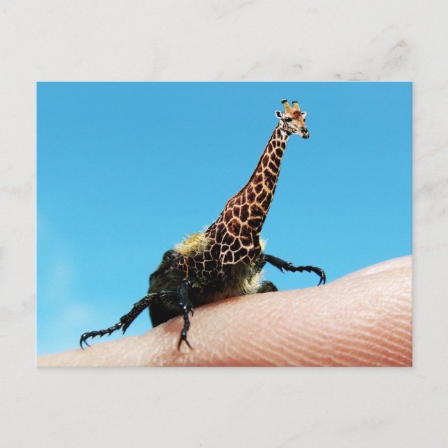Giraffebeetle postcard (Front)