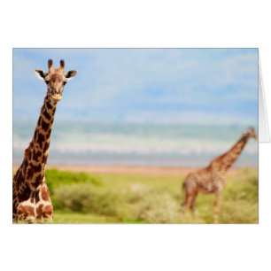 Giraffes