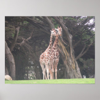 giraffes 003 canvas poster