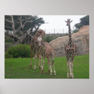 giraffes 006 canvas poster