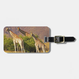 Giraffes 1B Luggage Tags