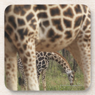 Giraffes 2 coaster