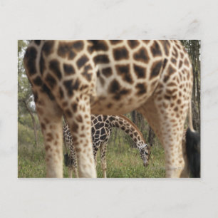 Giraffes 2 postcard