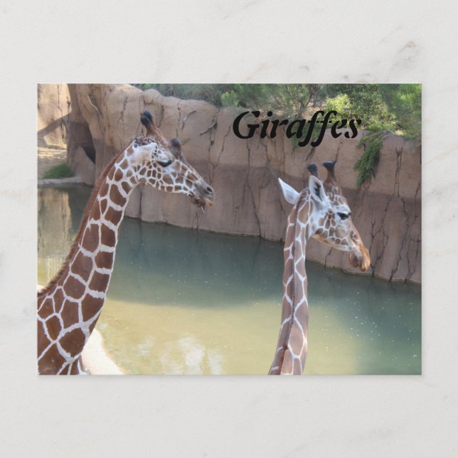 Giraffes # 2 postcard (Front)