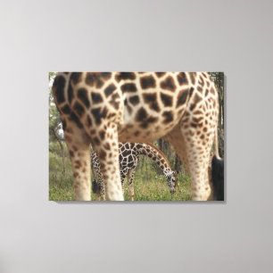 Giraffes 4 canvas print