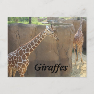 Giraffes # 6 postcard