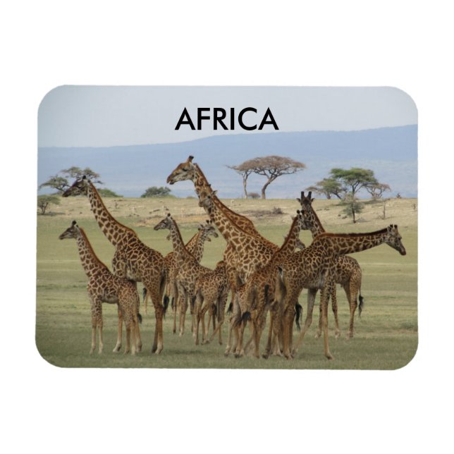 giraffes africa magnet (Horizontal)