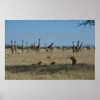 Giraffes and Lions Poster