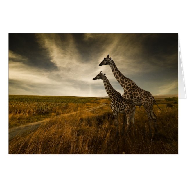 Giraffes and The Landscape (Front Horizontal)