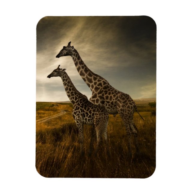 Giraffes and The Landscape Magnet (Vertical)