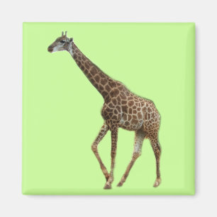 Giraffes and trees,长颈鹿. Wild animal zoo photograph Magnet