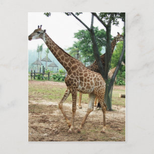 Giraffes and trees,长颈鹿. Wild animal zoo photograph Postcard