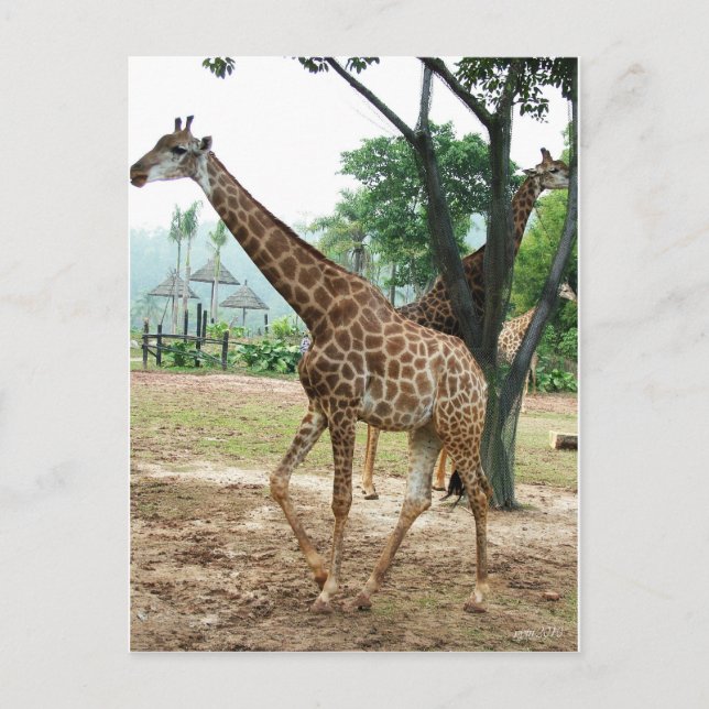 Giraffes and trees,长颈鹿. Wild animal zoo photograph Postcard (Front)