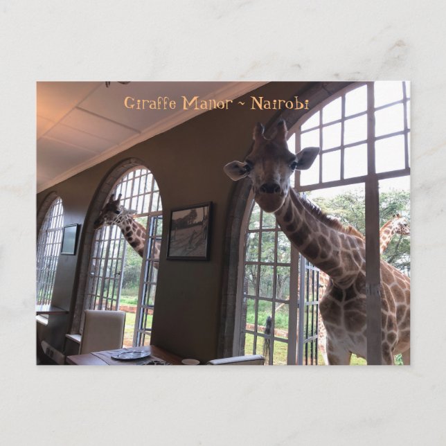 Giraffes at Giraffe Manor in Nairobi Postcard (Front)