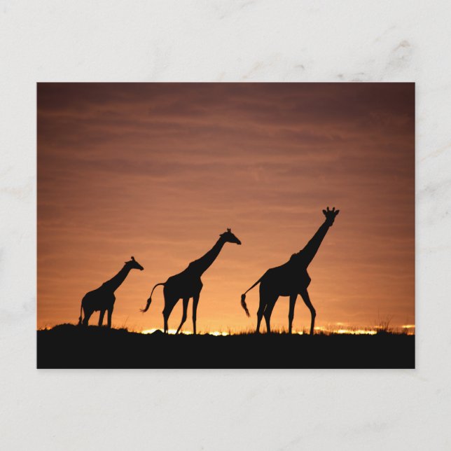 Giraffes at Sunset Postcard (Front)