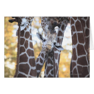 Giraffes at Tama Zoo, Tama Zoo, Tokyo