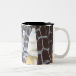 Giraffes at Tama Zoo, Tama Zoo, Tokyo Two-Tone Coffee Mug