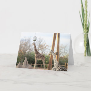 Giraffes Birthday Card