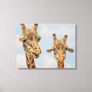 Giraffes Canvas Print